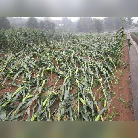 吉林特大暴雨预警最新消息(吉林特大暴雨预警最新消息通知) 吉林特大暴雨预警最新消息(吉林特大暴雨预警最新消息通知)