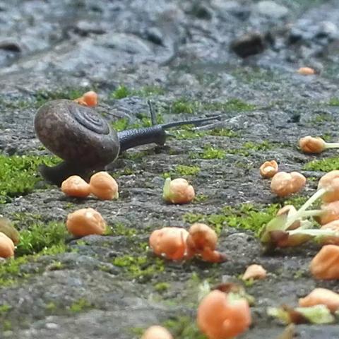 包含本地15日天气预报的词条