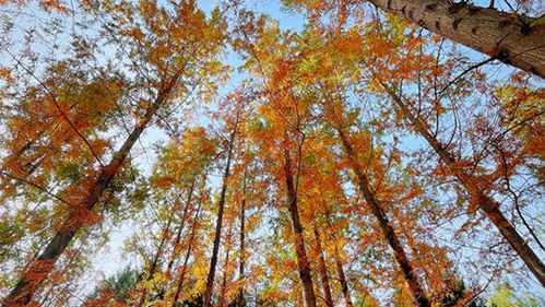 云南昆明天气预报15天（昆明天气预报15天天气查询最新）