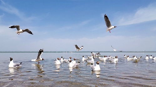 青海湖天气预报(青海湖天气预报一周 7天) 青海湖天气预报(青海湖天气预报一周 7天)
